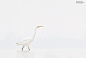 deviantART: More Like Common Goldeneye in snow by ~gregster09