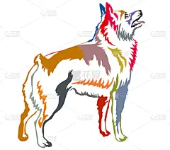 华丽的,色彩鲜艳,注视镜头,可爱的,纯种犬,摆拍,肖像,狗,站,服从