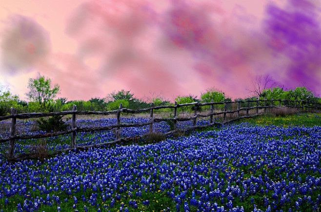 Texas purple sky's b...