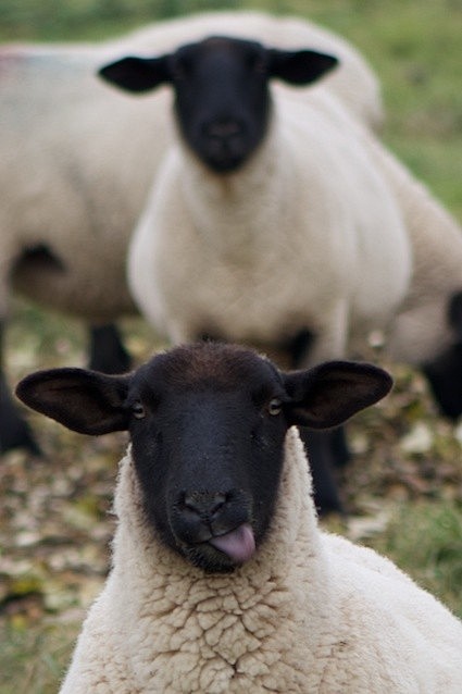 羊~羊~羊
