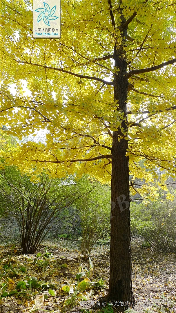银杏 Ginkgo biloba L. 中国植物图像库-花瓣网