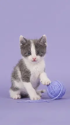 
来自vivo锁屏壁纸
猛虎是很少吼叫的，
聚集在一起喵喵叫的是猫咪。
—江南 龙族3·黑月之潮

