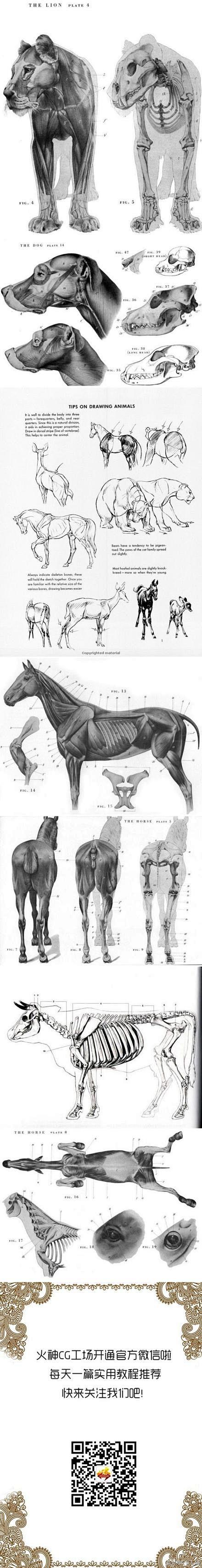 超实用的动物骨骼参考素材，@原画梦
