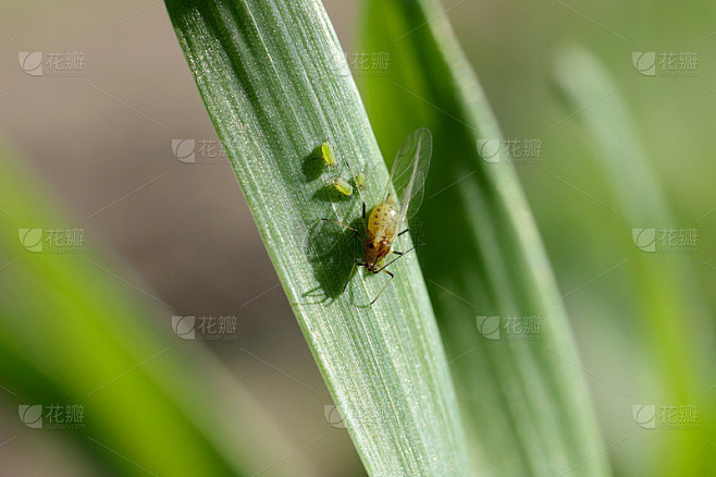 蚜虫(有翅和无翅)在秋季的冬季谷物上定居。重要害虫和疾病媒介(BYDV)——由病毒引起。