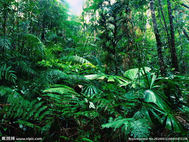热带雨林丛林