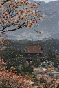 ღღ桜吹雪日本奈良