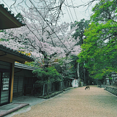 pipit采集到场景