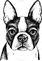 波士顿梗犬的脸