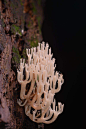 珊瑚菌拉丁学名 Ramaria botrytoides， 珊瑚菌又名“扫帚菌”；该菌体形俊俏，色泽秀美。珊瑚菌科Clavariaceae各属含有不少质地脆嫩、别具风味的食用菌，是我国野生食菌资源中不可忽视的组成部分。珊瑚菌有很多的品种，颜色艳丽，有红、黄、白等色。像葡萄状枝瑚菌、葡萄状珊瑚菌都可以食用，一般别名帚菌、刷把蕈、扫把菌、笤帚、红扫把。