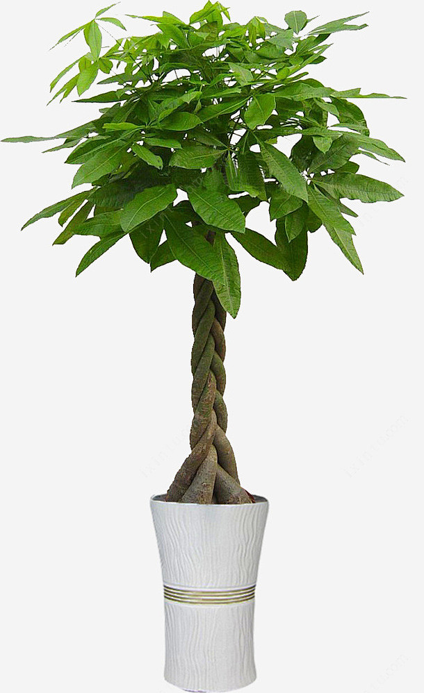 五辨发财树高盆高清素材五辨发财树发财树摇钱树绿植金钱树元素免抠