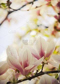 美丽的玉兰花在花园里