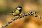 Great tit by Petr Muláček on 500px