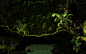 General 2560x1600 landscape nature forest sunlight ferns