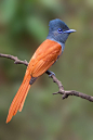 haiyi201225【鸟类摄影】绶带鸟（paradise flycatcher）