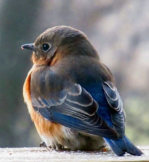 female bluebird