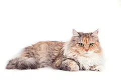 点击来源直接获取大图文件 |Siberian cat on white background. Cat lying