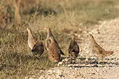 灰鹧鸪(百合百合)