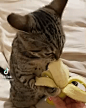 不一定的，我家猫就很喜欢吃香蕉