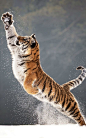 A tiger leaping in snow in Hlinsko