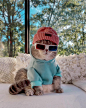 Meet Benson, The Kitten Abandoned By Its Former Owners And Now Adored By 170,000 Followers On Instagram