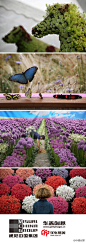  

华盖创意：汉普顿宫花展是世界上规模最大的花展，由英国皇家园艺学会主办，于每年7月上旬在伦敦西南部的汉普顿皇宫举行。很像梦幻庄园/Getty Images



