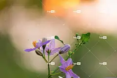 特写 美丽的壁纸 Windows壁纸 全高清壁纸 阳光 庭园 红色的