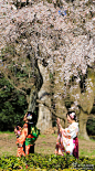 花的季节又到了摄于京都御苑
