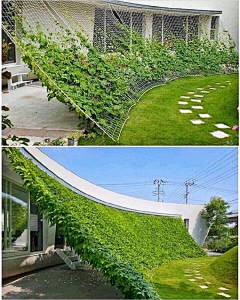 吾本是喵采集到B屋顶花园-垂直绿化