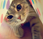#Cats  #Cat  #Kittens  #Kitten  #Kitty  #Pets  #Pet  #Meow  #Moe  #CuteCats  #CuteCat #CuteKittens #CuteKitten #MeowMoe      #CuteCats...   https://www.meowmoe.com/35919/