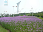 柳叶马鞭草 Verbena bonariensis L. 中国植物图像库