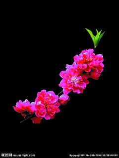 花精萍采集到黑色背景图片