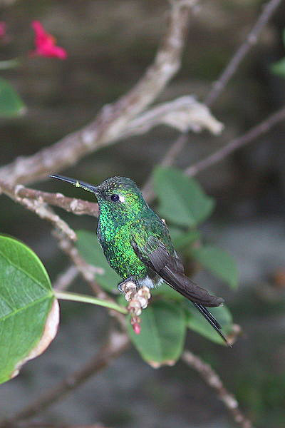 蜂鸟目蜂鸟科翠蜂鸟属古巴翠蜂鸟
