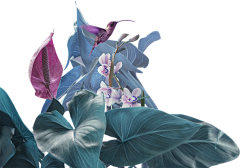 shuai_花猫采集到花类