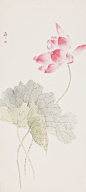 静看花开花谢 ——张莉莉没骨花鸟作品欣赏