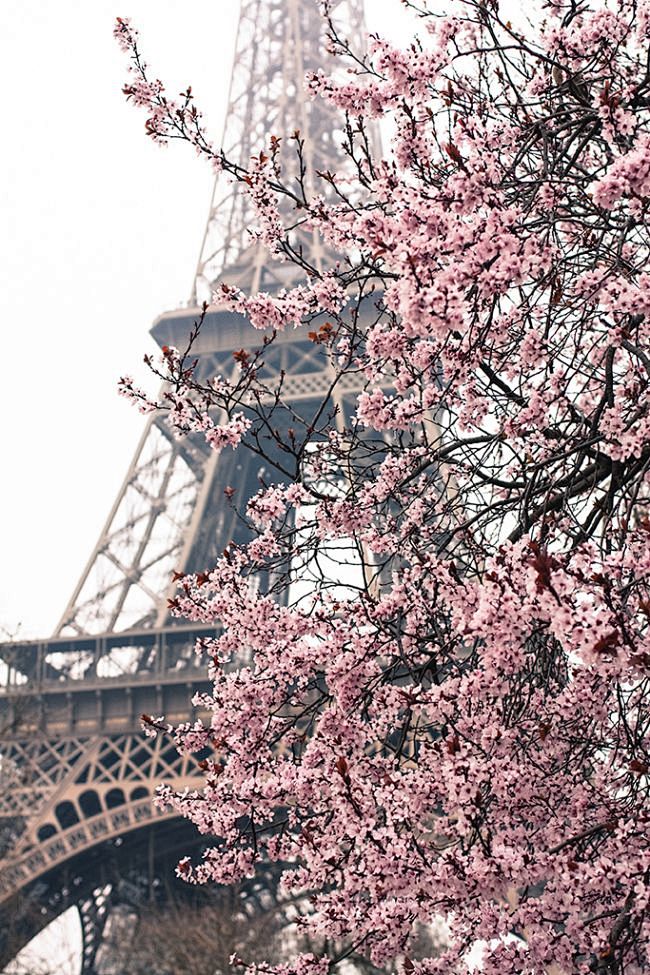 巴黎樱花的
Cherry blossom...