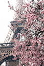 巴黎樱花的
Cherry blossoms....Paris