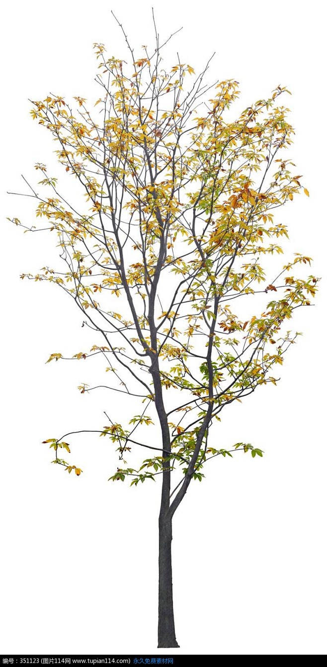 一棵黄叶芋树psd分层素材树