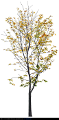 一棵黄叶芋树PSD分层素材 树