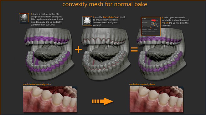 Teeth model - anatom...