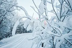 在一个阳光明媚的冬日圣诞节早晨，白雪覆盖着冰冻的树枝和灌木。