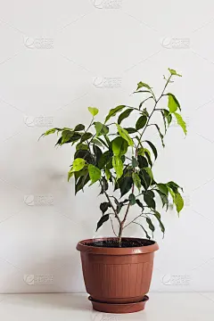 白色桌上的盆栽榕树。斯堪的纳维亚室内植物
