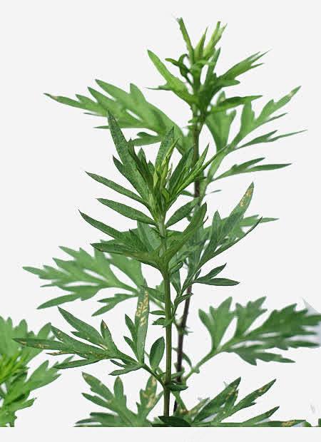 野生植物png免抠素材_新图网 https://ixintu.com 菊科 艾叶 艾草 药用植物 蒿属 五月艾 野艾蒿 生艾 鸡脚艾草 蓬白蒿 ...