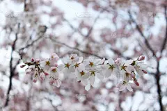 泉,樱之花,花茶,美,新的,水平画幅,樱花,樱桃,无人,特写