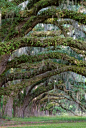 Resurrection Fern.... on the branches of a Old Oak Tree. Very Common in the SC Lowcounry.