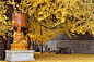 是西安古观音禅寺1400年前李世民亲手种植的古银杏树