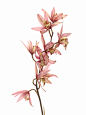 蕙兰｜Cymbidium hybridum - 小红书