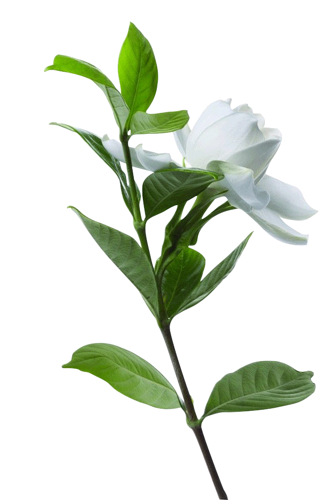 白花、树叶png