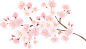 水彩日式樱花Sakura花朵分割线边框花圈AI矢量印刷平面海报素材 (20)