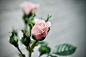 Mother’s Day: Mom Flowers photo by Thought Catalog (@thoughtcatalog) on Unsplash : Download this photo in United States by Thought Catalog (@thoughtcatalog)
