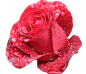 真花